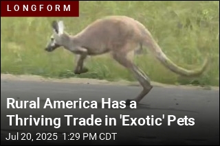 Rural America Has a Thriving Trade in &#39;Exotic&#39; Pets