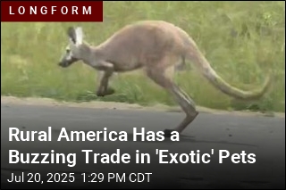 Rural America Has a Thriving Trade in &#39;Exotic&#39; Pets