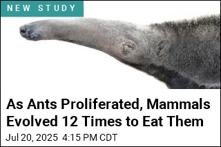 As Ants Proliferated, Mammals Evolved 12 Times to Eat Them