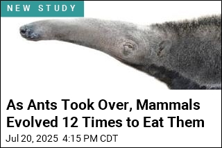 As Ants Proliferated, Mammals Evolved 12 Times to Eat Them