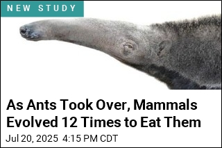 As Ants Proliferated, Mammals Evolved 12 Times to Eat Them