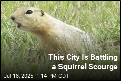 This City Is Battling a Squirrel Scourge
