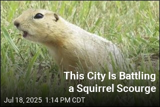 This City Is Battling a Squirrel Scourge