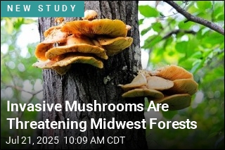 Invasive Mushrooms Are Threatening Midwest Forests