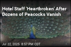 Dozens of Peacocks Stolen From California Hotel