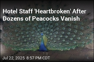 Dozens of Peacocks Stolen From California Hotel