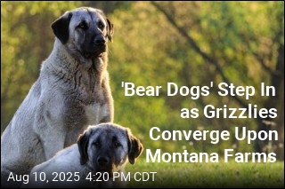 &#39;Bear Dogs&#39; Step In as Grizzlies Converge Upon Montana Farms