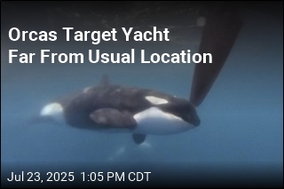 2 French Sailors Rescued After Orcas Target Yacht