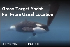 2 French Sailors Rescued After Orcas Target Yacht