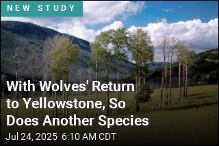 Wolves&#39; Return to Yellowstone Revives Another Species
