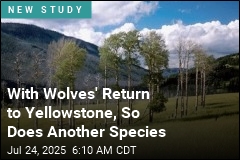 Wolves&#39; Return to Yellowstone Revives Another Species