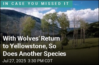 Wolves&#39; Return to Yellowstone Revives Another Species