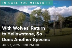 Wolves&#39; Return to Yellowstone Revives Another Species