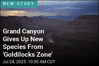 Grand Canyon Fossil Trove Shows Evolution in &#39;Overdrive&#39;