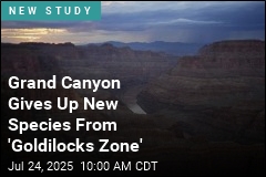 Grand Canyon Fossil Trove Shows Evolution in &#39;Overdrive&#39;