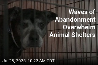 Waves of Abandonment Overwhelm Animal Shelters