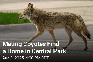 Mating Coyotes Find a Home in Central Park