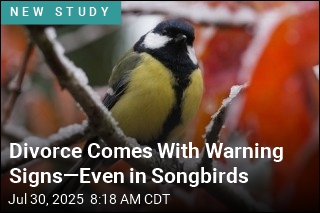 Divorce Comes With Warning Signs&mdash;Even in Songbirds