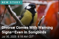 Divorce Comes With Warning Signs&mdash;Even in Songbirds