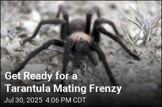 Get Ready for a Tarantula Mating Frenzy