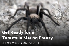 Get Ready for a Tarantula Mating Frenzy