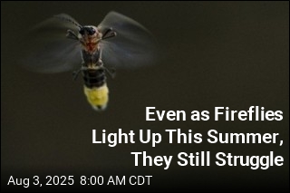 Even as Fireflies Light Up This Summer, They Still Struggle