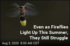 Even as Fireflies Light Up This Summer, They Still Struggle