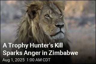 A Trophy Hunter&#39;s Kill Sparks Anger in Zimbabwe