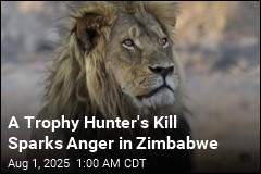 A Trophy Hunter&#39;s Kill Sparks Anger in Zimbabwe