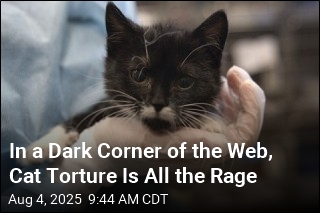 In Shadowy Corner of the Web, Cat Torture Is All the Rage