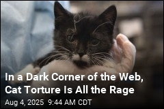 In Shadowy Corner of the Web, Cat Torture Is All the Rage