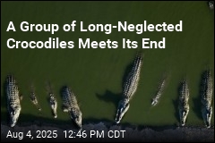 Long-Neglected Crocodiles Are Euthanized