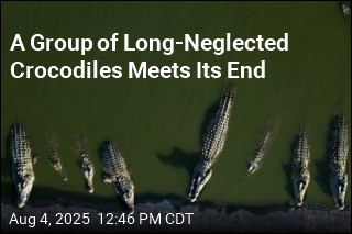 Long-Neglected Crocodiles Are Euthanized