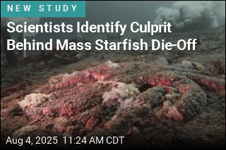 This Is What&#39;s Turning Starfish to Goo