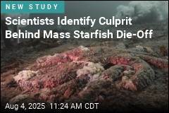 This Is What&#39;s Turning Starfish to Goo