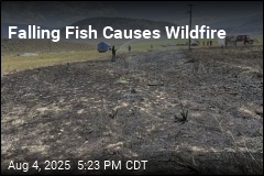 Falling Fish Causes Wildfire