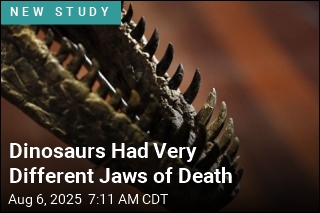 Not All Giant Meat-Eating Dinosaurs Had Powerful Bites