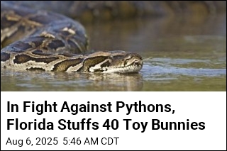 Robot Rabbits Join Florida&#39;s Fight Against Invasive Snakes