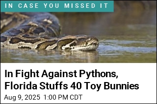 Robot Rabbits Join Florida&#39;s Fight Against Invasive Snakes