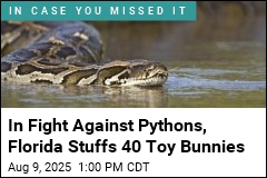 Robot Rabbits Join Florida&#39;s Fight Against Invasive Snakes