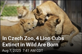 In Czech Zoo, 4 Lion Cubs Extinct in Wild Are Born