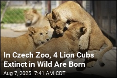 In Czech Zoo, 4 Lion Cubs Extinct in Wild Are Born