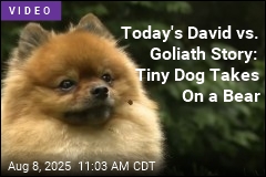 Today&#39;s David vs. Goliath Story: Tiny Dog Takes On a Bear