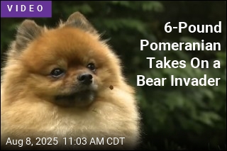Today&#39;s David vs. Goliath Story: Tiny Dog Takes On a Bear
