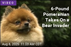 Today&#39;s David vs. Goliath Story: Tiny Dog Takes On a Bear