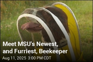 Meet MSU&#39;s Newest, and Furriest, Beekeeper