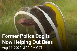 Meet MSU&#39;s Newest, and Furriest, Beekeeper