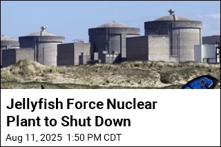 Jellyfish Shut Down Nuclear Power Plant