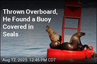 Thrown Overboard, He Found a Buoy Covered in Seals
