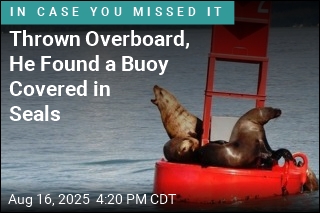 Thrown Overboard, He Found a Buoy Covered in Seals